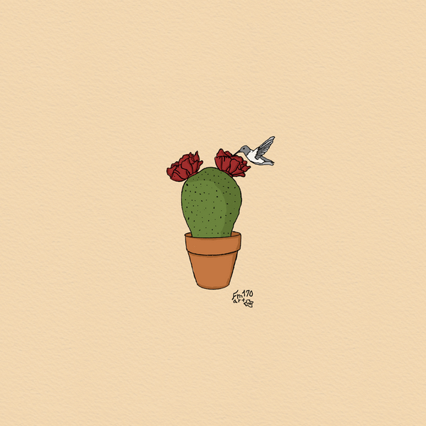 Hummingbird and Blooming Prickly Pear in Pot Print