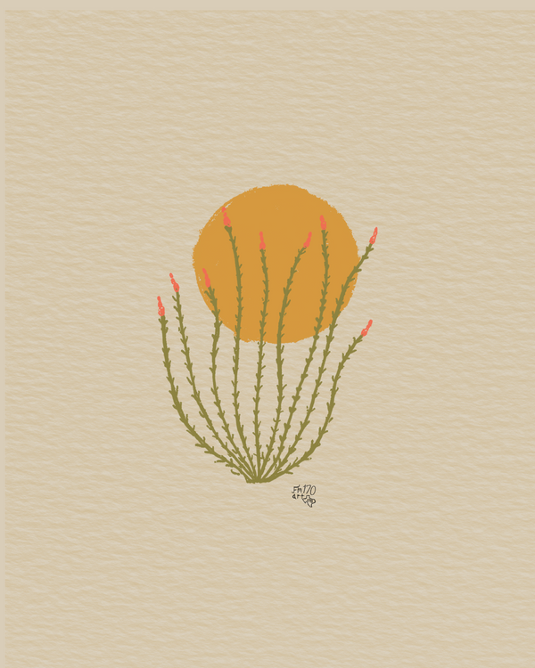 Ocotillo Sunrise